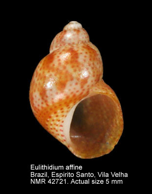 Eulithidium affine.jpg - Eulithidium affine(C.B.Adams,1850)